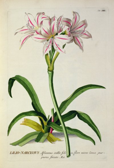 Lilio-Narcissus, Africanus, da 